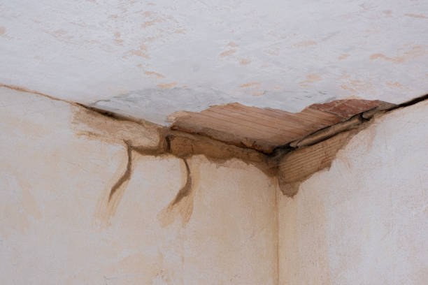 Best Water damage cleanup near me  in South Monroe, MI